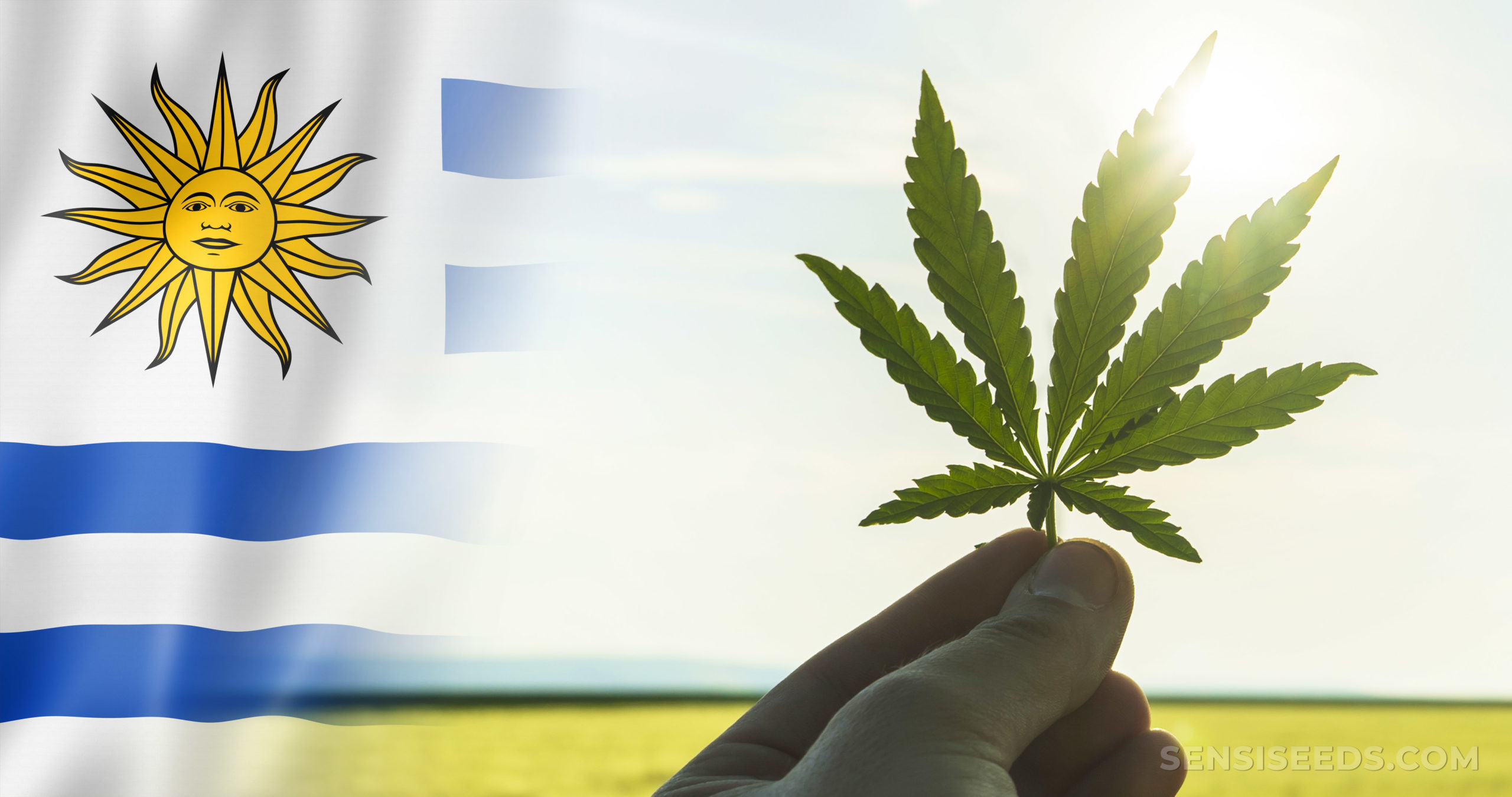 Línea de base para la evaluación y monitoreo de la regulación del cannabis recreativo en Uruguay